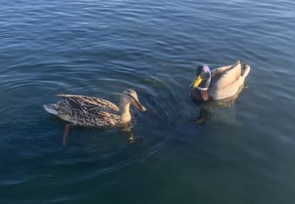 onlyducks.JPEG